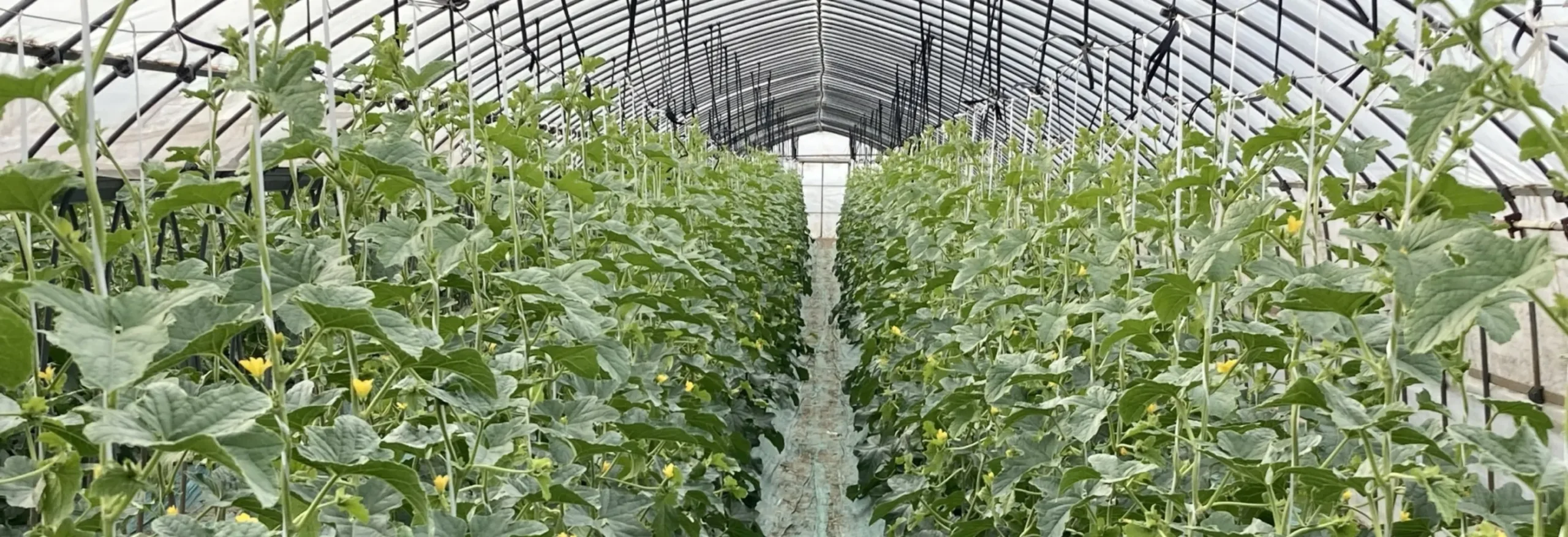 小川ファーム 味を大切にした農業を。