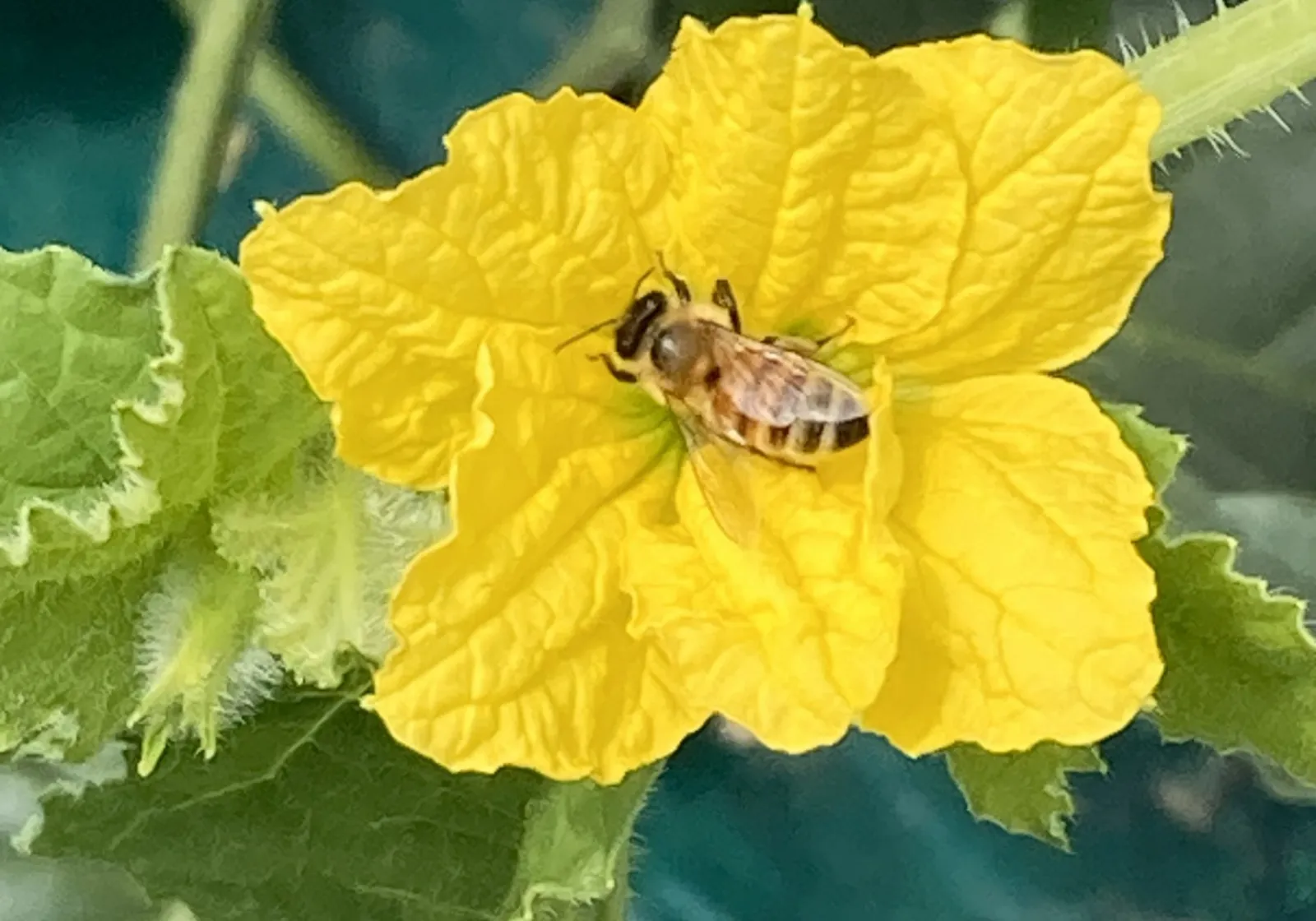 小川ファーム 栽培のこだわり 作物にあわせた丁寧な栽培