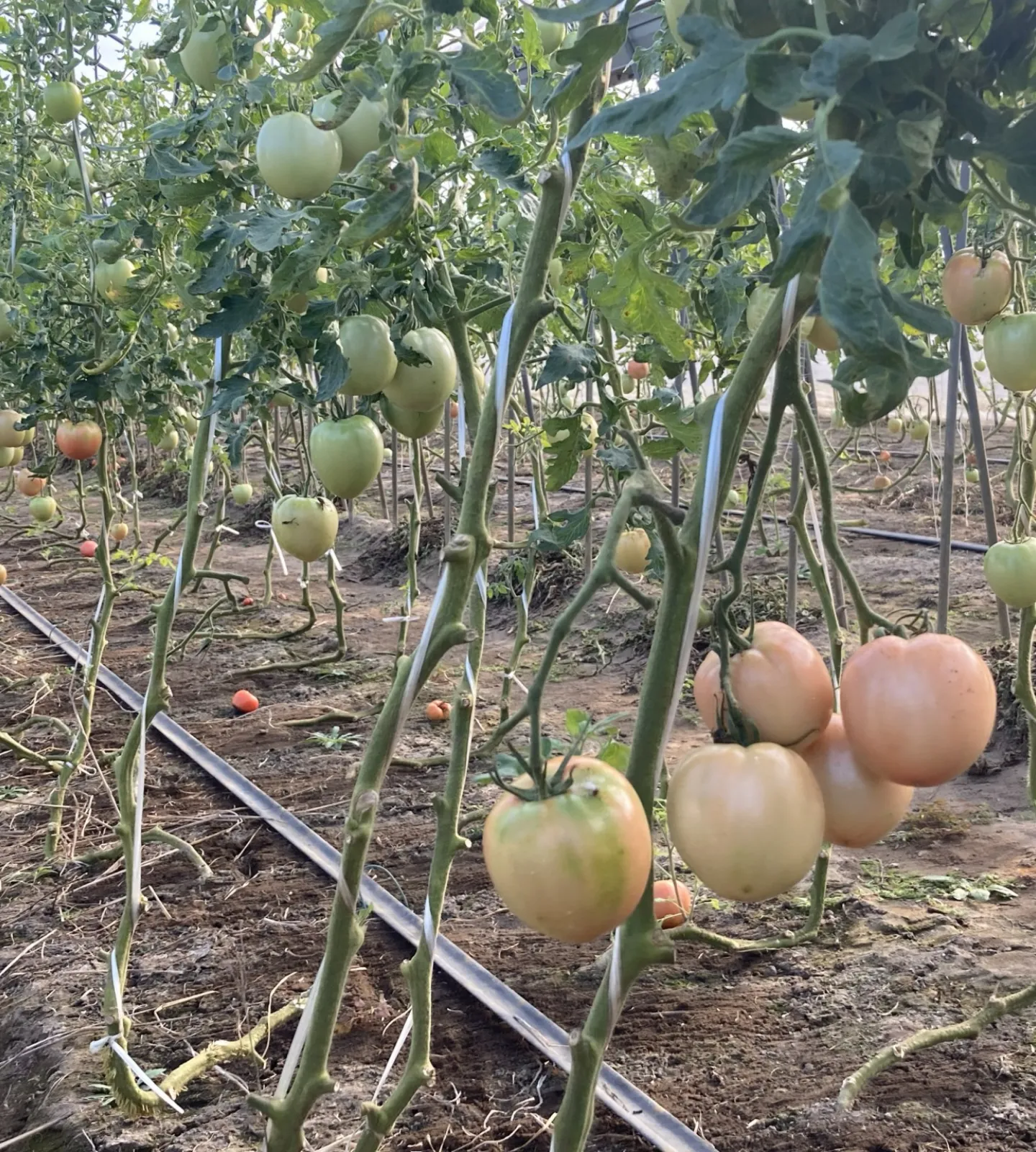 小川ファーム 農園概要