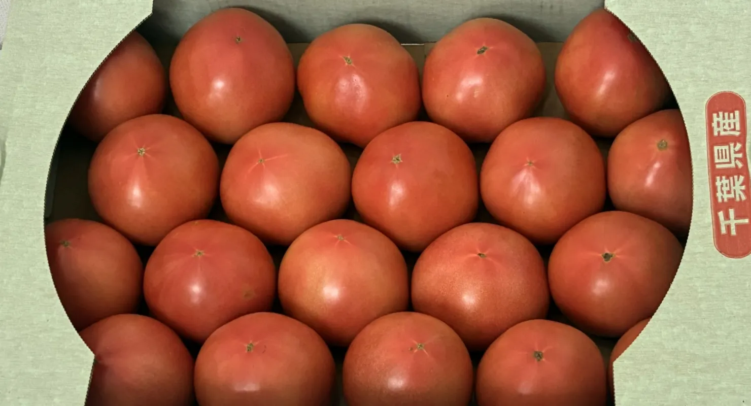 小川ファーム トマト 出荷時期