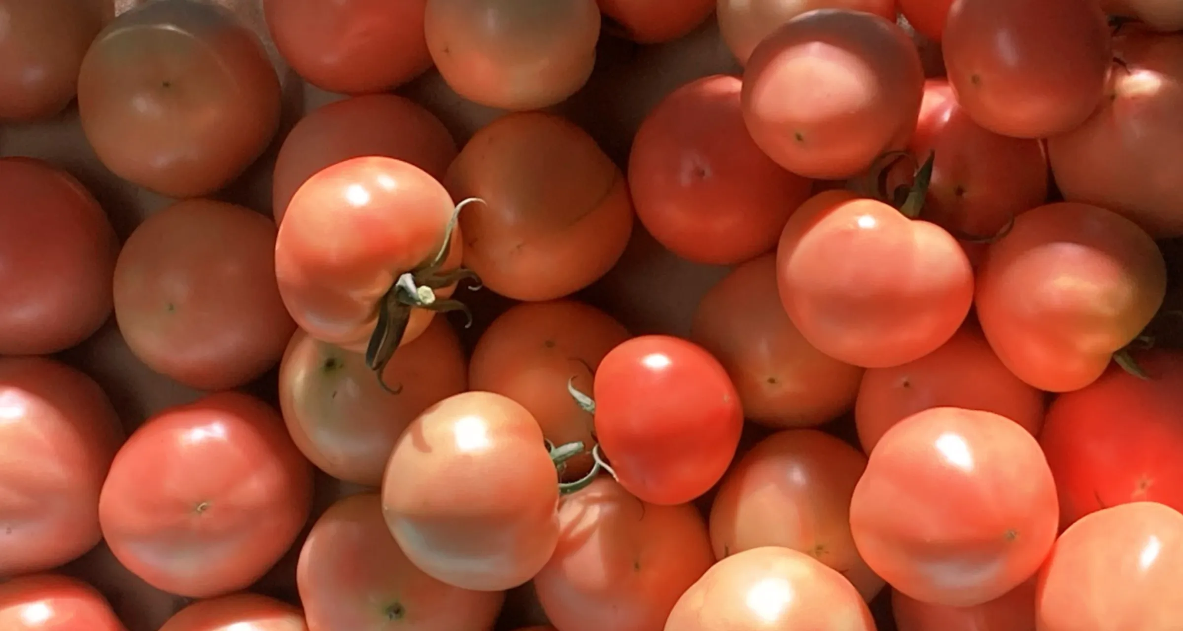 小川ファーム トマトについて