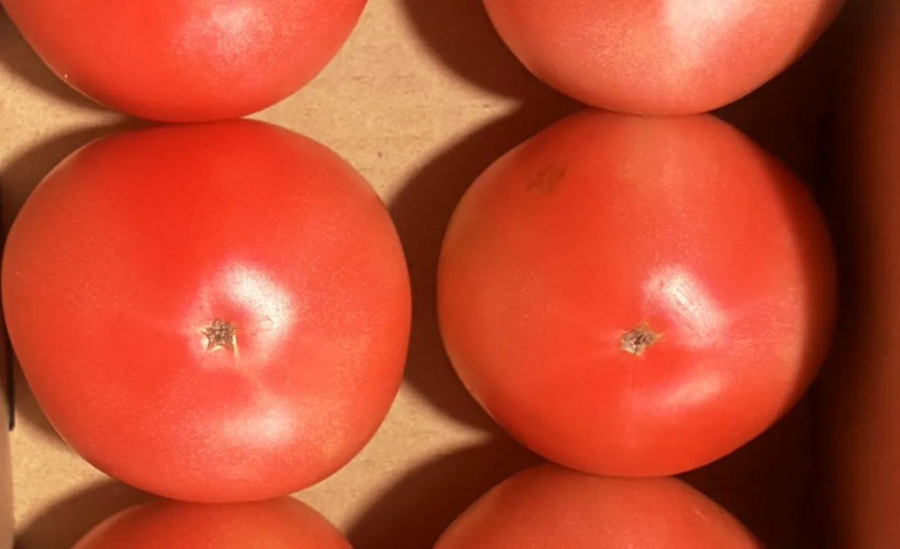小川ファーム トマト 食べごろの見分け方・保存方法