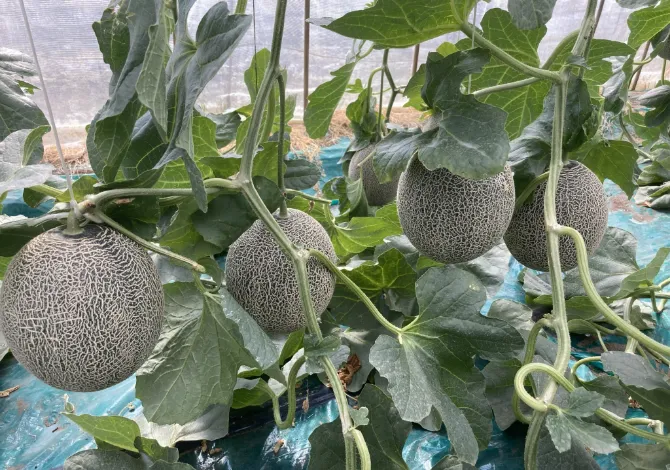 小川ファーム 栽培のこだわり 数値ではなく味で選ぶ