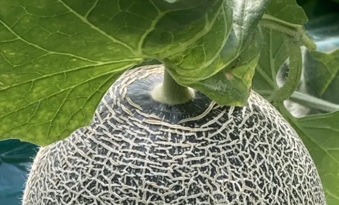 小川ファーム タカミメロン 食べごろの見分け方・保存方法