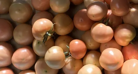 小川ファーム トマトについて