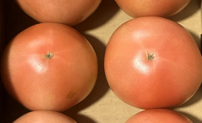 小川ファーム トマト 食べごろの見分け方・保存方法