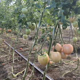 小川ファームについて