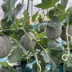 小川ファームについて