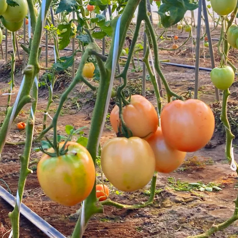 小川ファームについて