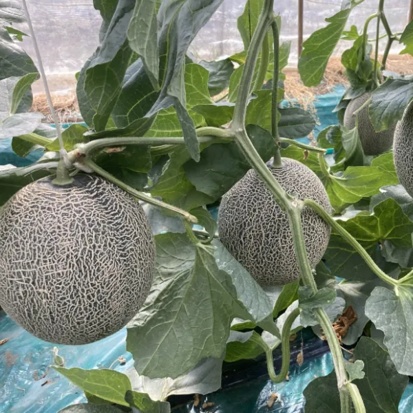 小川ファームについて