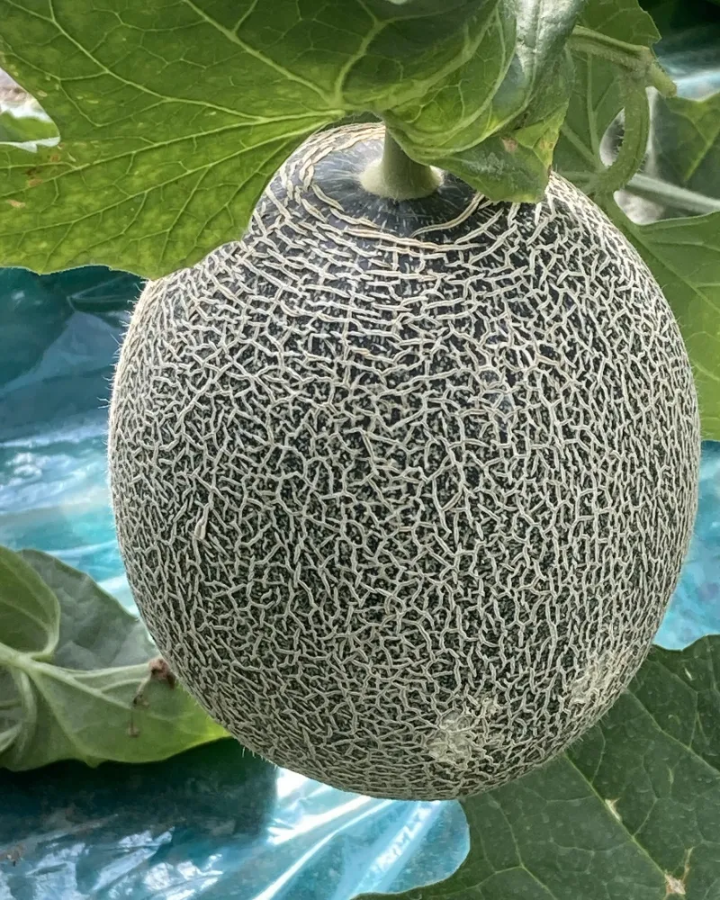 小川ファームの商品紹介