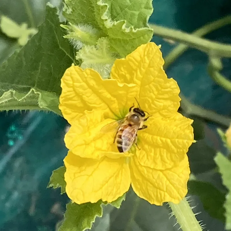 小川ファームの商品紹介